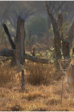 Machaba Camp Botswana Okavango Delta Little Machaba Camp Lion Sightings June 2018
