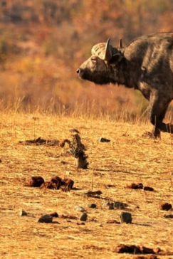 Machaba Zimbabwe Hwange Deteema August Sightings 2020 Buffalo