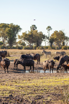 Botswana Okavango Delta Gomoti Plains Camp October Sightings 2020 Buffalo