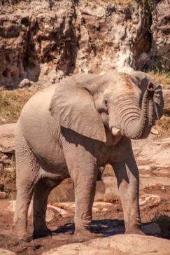 Zimbabwe Hwange Deteema Springs Sightings June 2021 Elephant Close