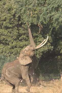 Zimbabwe Mana River Elephant 2