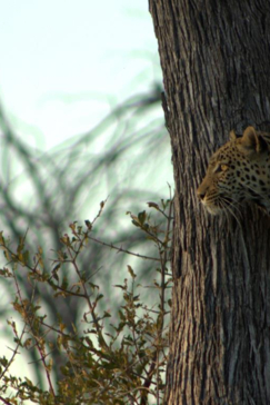 Machaba Botswana Okavango Delta Leopard 1 Sightings Update July 2017