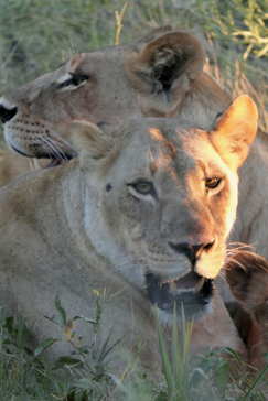 Machaba Botswana Okavango Delta Gomoti Plains Lion Pride Sightings May 2020