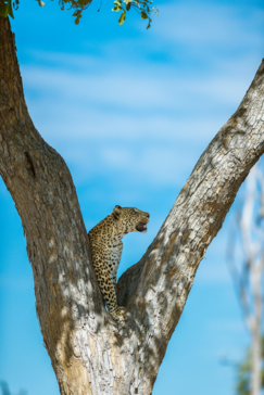 Botswana Machaba Camp Leopard Tree