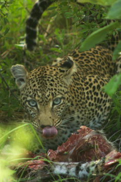 Machaba Botswana Okavango Delta Machaba Camp Leopard 4 Sightings January 2018