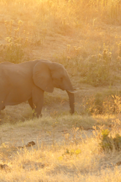 Machaba Zimbabwe Hwange Deteema June Sightings 2020 Elephant