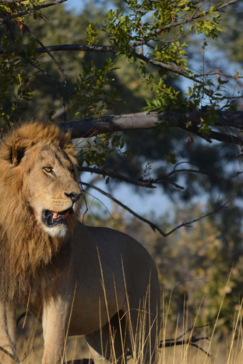 Machaba Camp   Botswana   Kiri Camp   Wildlife Stories   July 2022   Gallery   Lion 5
