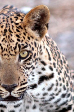 Machaba Botswana Okavango Delta Gomoti Plains Camp Leopard 2 Sightings November 2017