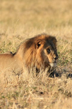Lion Verneys Zimbabwe May Wildlife Sighting Report