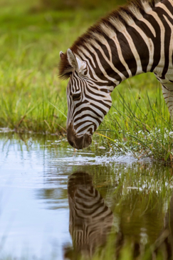 Machaba Botswana Okavango Delta Machaba Camp Zebra June Sightings 2020