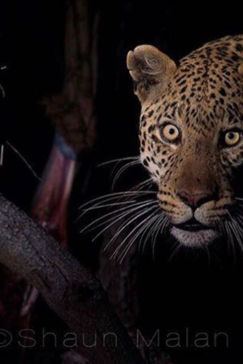 Machaba Camp Botswana Okavango Delta Little Machaba Camp Leopard 2 Sightings November 2017