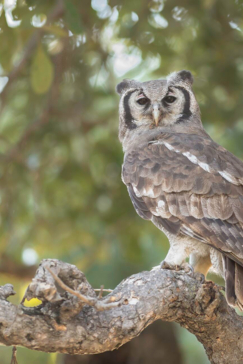Machaba Botswana Zimbabwe Ultimate Safari Destination Bird Watching Owl