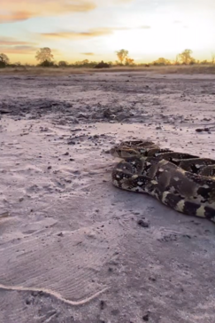 On Safari Nala Episode 12 Puff Adder Gallery Image