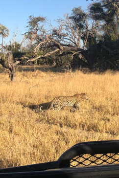 Machaba Botswana Okavango Delta Gomoti Plains Sighting June 2020 Leopard