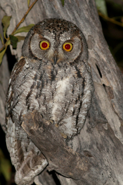 Machaba Botswana Okavango Delta Gomoti Plains Camp Owl Sightings July 2018