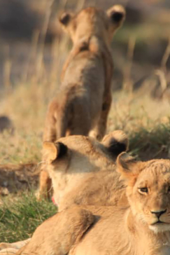 Zimbabwe Hwange National Park Deteema Springs Camp Wildlife Sightings November 2020 Three Lion Cubs