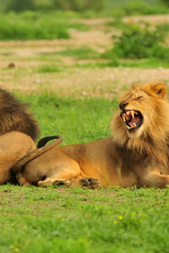 Zimbabwe Hwange National Park Deteema Springs Camp Wildlife Sightings December 2020 Lion Male Two Roar