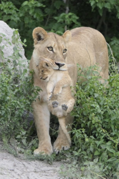 Gomoti Plains Botswana Wildlife Sighting March Gallery 2