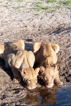 Botswana Okavango Delta Kiri Camp Lioness Drinking