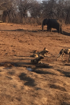 Machaba Zimbabwe Hwange Verneys Camp Hyenas And Elephants Sightings September October 2019