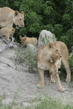 Gomoti Plains Botswana Wildlife Sighting March Gallery 1