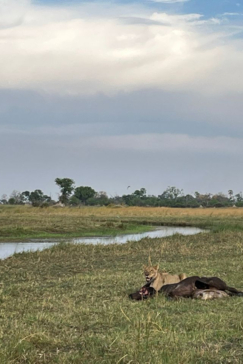 Botswana Kiri Camp Lion Buffalo Kill