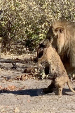 Machaba Camp Botswana Okavango Delta Little Machaba Camp Lion 2 Sightings June 2019