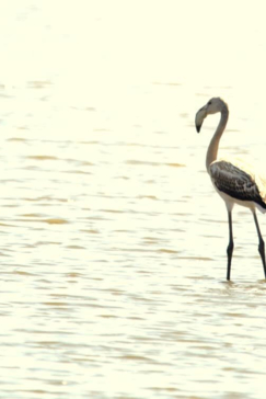 Machaba Zimbabwe Hwange Deteema August Sightings 2020 Bird