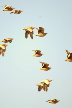 Machaba Zimbabwe Hwange Deteema August Sightings 2020 Birds Flying