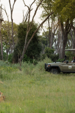 Botswana Gomoti Camp Game Drive Lion
