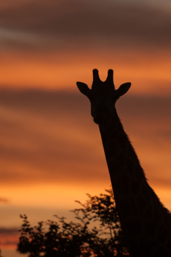 Botswana Okavango Delta Machaba Camp Jiraffe
