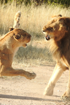 Machaba Safaris   Zimbabwe   Hwange National Park   Deteema Springs   Wildlife Sightings   June 2022   Irritable Lioness After Mating