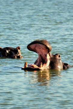 Machaba Zimbabwe Hwange Deteema Camp River Hippos Sightings 2019