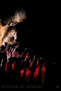 Botswana Okavango Delta Machaba Camp Lion Sightings 2017 December