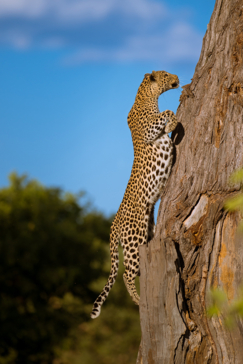 Machaba Botswana Okavango Delta Little Machaba Camp Leopard Sightings April 2019