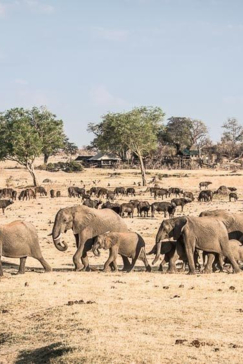 Machaba Safaris Zimbabwe Hwange Deteema Springs Elephants