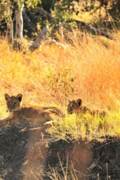 Machaba Zimbabwe Hwange Deteema Camp Lion Cubs Sightings 2019