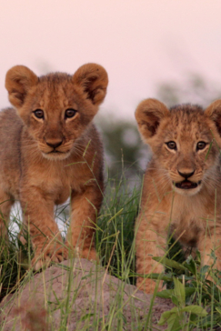 Machaba Botswana Okavango Delta Gomoti Plains Camp Lion Cubs 3 Sightings March 2018