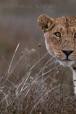Machaba Camp Botswana Okavango Delta Little Machaba Camp Lion Sightings November 2017