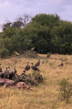 Machaba Camp Botswana Okavango Delta Little Machaba Camp Vultures Sightings November 2018