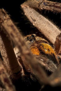 On Safari Nala Episode 17 The Baboon Spider Gallery