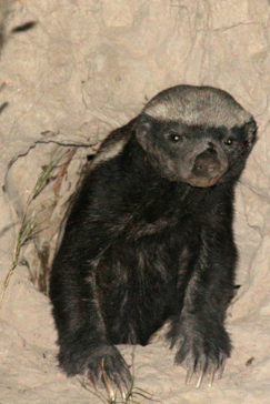 Machaba Botswana Okavango Delta Gomoti Plains Camp Honey Badger Sightings August 2018