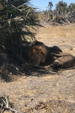 Machaba Botswana Okavango Delta Gomoti Plains Leopard Sightings July 2020 Lion