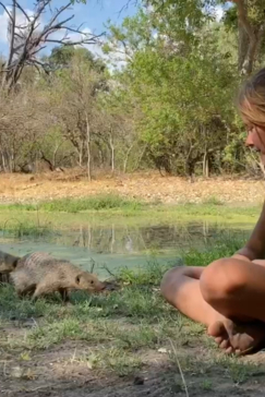 Machaba Botswana Machaba Camp Safari Nala Banded Mongoose