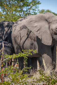 Machaba Gomoti Experience Safari Mvr 067