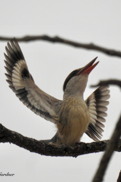 Zimbabwe Mana Pools Ingwe Pan August 2020 Bird