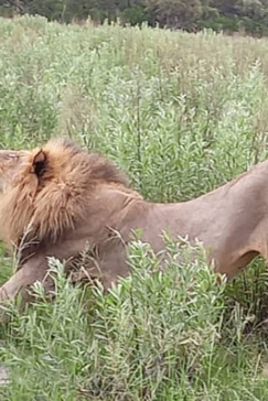 Botswana Okavango Delta Kiri Camp Male Lion