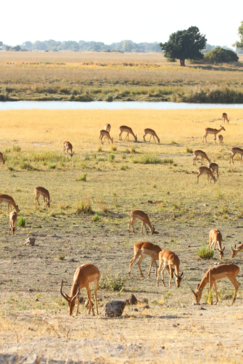 Machaba Botswana Chobe Ngoma Sighting July 2020 Impala