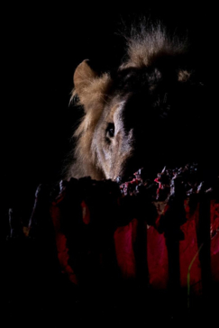 Botswana Okavango Delta Machaba Camp Sightings Lion August 2017