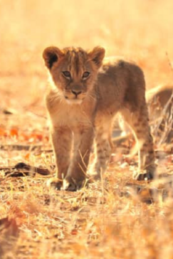 Machaba Zimbabwe Hwange Deteema Camp Lion Cubs Sightings August 2019